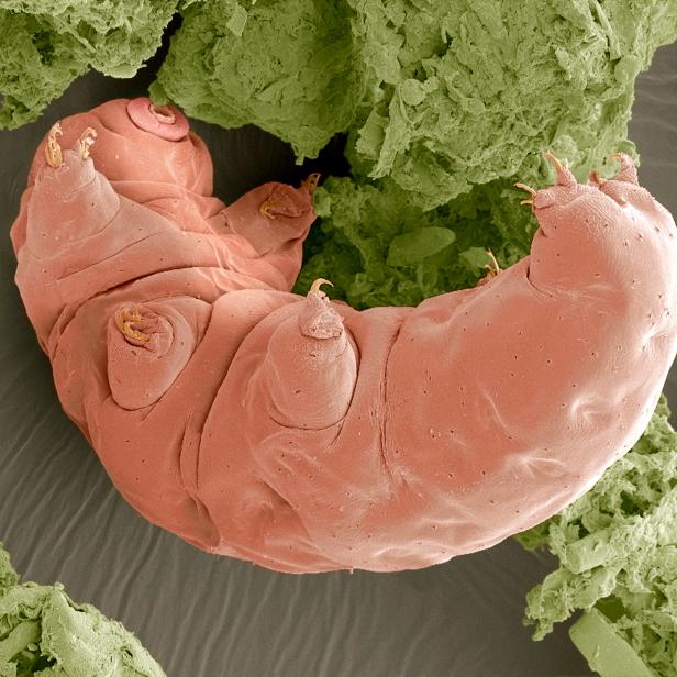 Water Bear (Tardigrade), a tiny aquatic invertebrate, magnified x250 when printed at 10 centimetres wide.