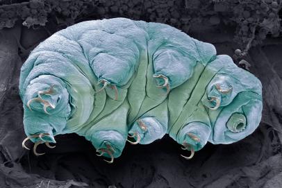 We Finally Know How Tardigrades Survive Deadly Radiation