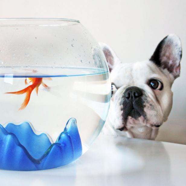 French bulldog dog looking at pezgoldfish pecera.