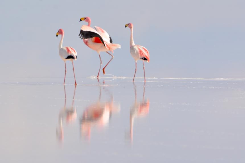 Uyuni, PotosÃ­, Bolivia - January 10, 2018: This photo was taken at Salar de Uyuni and captures the wild flamingos and their reflections created by a thin water layer formed above the salt's surface.