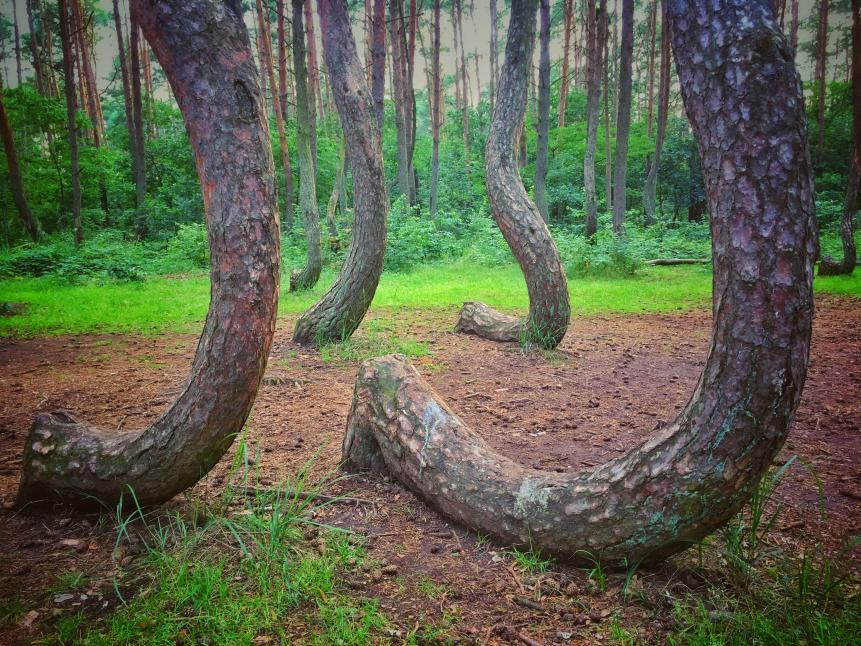 Crooked Forest is a famous natural attraction in Nowe Czarnowo village near Gryfino town in West Pomerania region of Poland