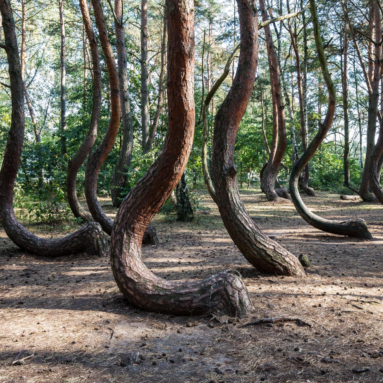 The Crooked Forest In Poland is an Unsolved Mystery, Travel and  Exploration