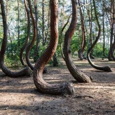 The "Crooked Forest" (Krzywy Las) is a natural monument with oddly shaped trees. It is located near the village of Nowe Czarnowo in Gmina Gryfino, Poland, approx 70-80 years old. Nobody knows what happened to the trees. Main thinking is, that they may have been deformed to create naturally curved timber for use in furniture or boat building, or that a snowstorm could have formed the trees.