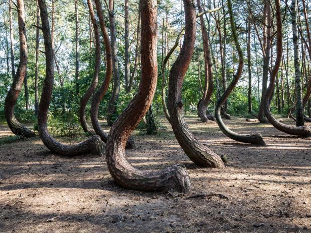 Https Www Discovery Com 2021 12 22t16 19 34 05 00 Weekly 0 5 Https Discovery Sndimg Com Content Dam Images Discovery Editorial Branding 2019 2 1 Discovery Default Search Image 4x3 Jpg Rend Hgtvcom 616 462 Jpeg Https Www Discovery Com