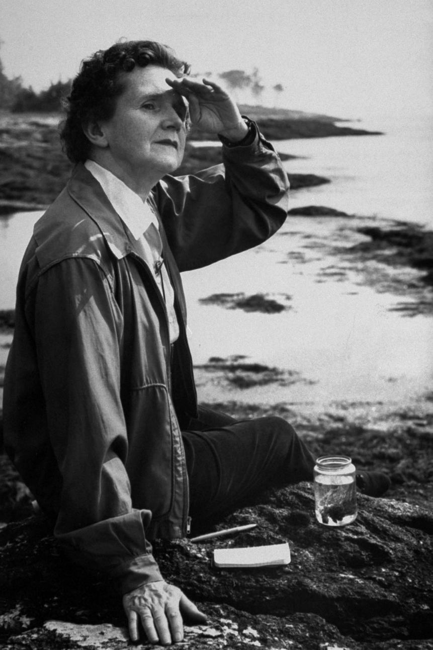 UNITED STATES - JULY 14:  Biologist/author Rachel Carson  (Photo by Alfred Eisenstaedt/The LIFE Picture Collection via Getty Images)