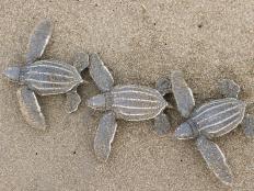 Since 1977, scientists have been monitoring leatherback turtle populations in order to help protect the species.