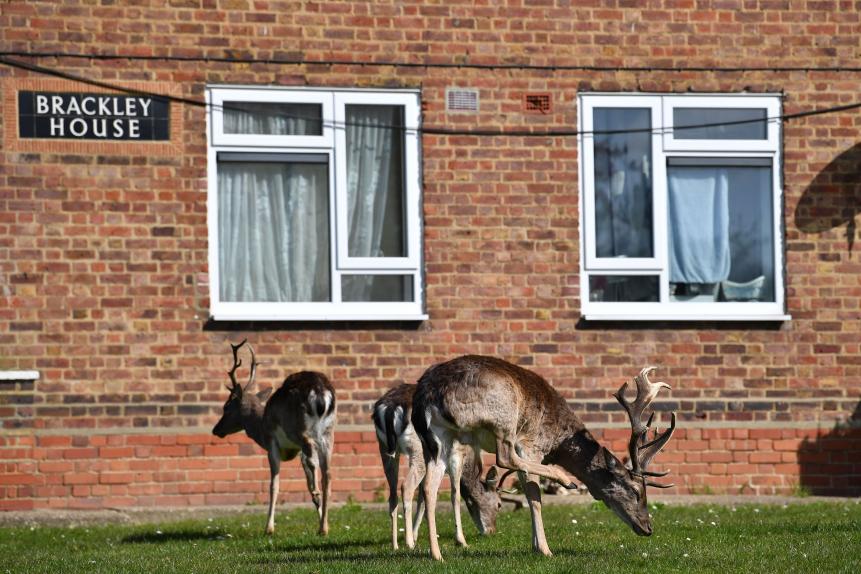 A herd of fallow deer graze on the lawns in front of a housing estate in Harold Hill in east London on April 4, 2020, as nature takes advantage of life in Britain during the nationwide lockdown to combat the novel coronavirus pandemic. (Photo by Ben STANSALL / AFP) (Photo by BEN STANSALL/AFP via Getty Images)