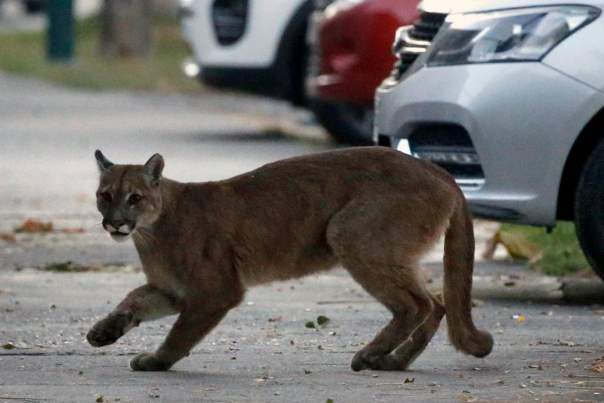 TOPSHOT - Picture released by Aton Chile showing an approximately one-year-old puma in the streets of Santiago on March 24, 2020 which according to the Agricultural and Livestock Service (SAG) came down from the nearby mountains in search for food as less people are seen in the streets due to the coronavirus, COVID-19, pandemic. (Photo by Andres PINA / ATON CHILE / AFP) / Chile OUT / RESTRICTED TO EDITORIAL USE (Photo by ANDRES PINA/ATON CHILE/AFP via Getty Images)