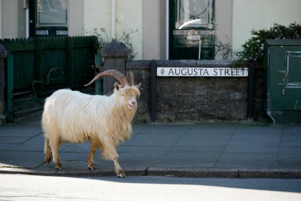 Wild Animals Explore City Streets Amid Coronavirus Pandemic | Discovery