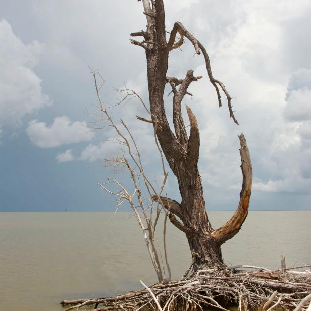 A dead cypress tree on the Fort Morgan peninsula in Mobile Bay.  A storm is brewing in the background.