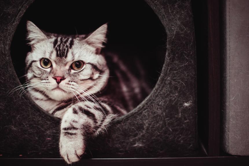 Cute American shorthair striped cat resting in a drawer with a round shaped hole