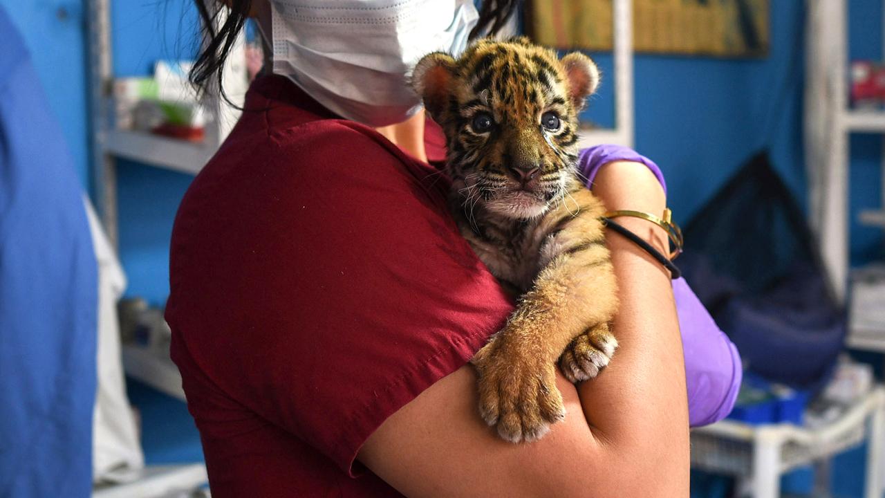 Tiger cub rescued in New Mexico finds new home in Colorado