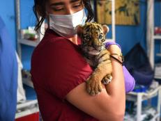 A veterinary holds a newborn bengal tiger cub called "Covid" at the Wildlife Rescue and Rehabilitation Center "Africa Bio Zoo", in Cordoba, State of Veracruz, Mexico on April 05, 2020 amid the outbreak of the novel coronavirus, COVID-19. (Photo by VICTORIA RAZO / AFP) (Photo by VICTORIA RAZO/AFP via Getty Images)