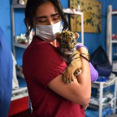 A veterinary holds a newborn bengal tiger cub called "Covid" at the Wildlife Rescue and Rehabilitation Center "Africa Bio Zoo", in Cordoba, State of Veracruz, Mexico on April 05, 2020 amid the outbreak of the novel coronavirus, COVID-19. (Photo by VICTORIA RAZO / AFP) (Photo by VICTORIA RAZO/AFP via Getty Images)