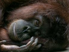 Bornean orangutan (pongo pygmaeus) lies on her side and looking at camera.