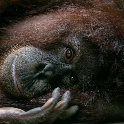 Bornean orangutan (pongo pygmaeus) lies on her side and looking at camera.