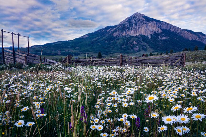 Crested Butte Colorado is known for it's skiing and it's wildflowers.  The variety and colors are endless; I spend several days there, and it's never enough.