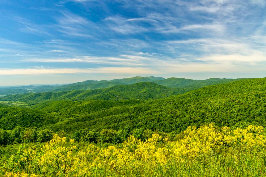 Yellow wildflowers grow along the Blue Ridge Mountains in Shenandoah National Park of Virginia.