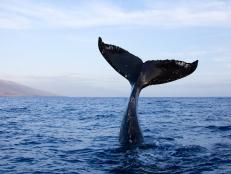 Fishermen are testing alternative rope-less gear in order to help an effort to save the critically endangered whale species.