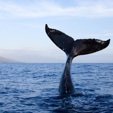 Humpback whale tail high out of water in Maui, Hawaii.