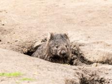 Wombats dug craters which tapped into deep-flowing water, providing vital resources to fauna and fellow animals.