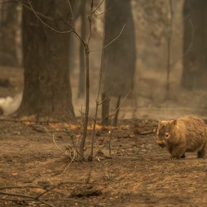 Wombats and The Australian Wildfires | Nature and Wildlife | Discovery