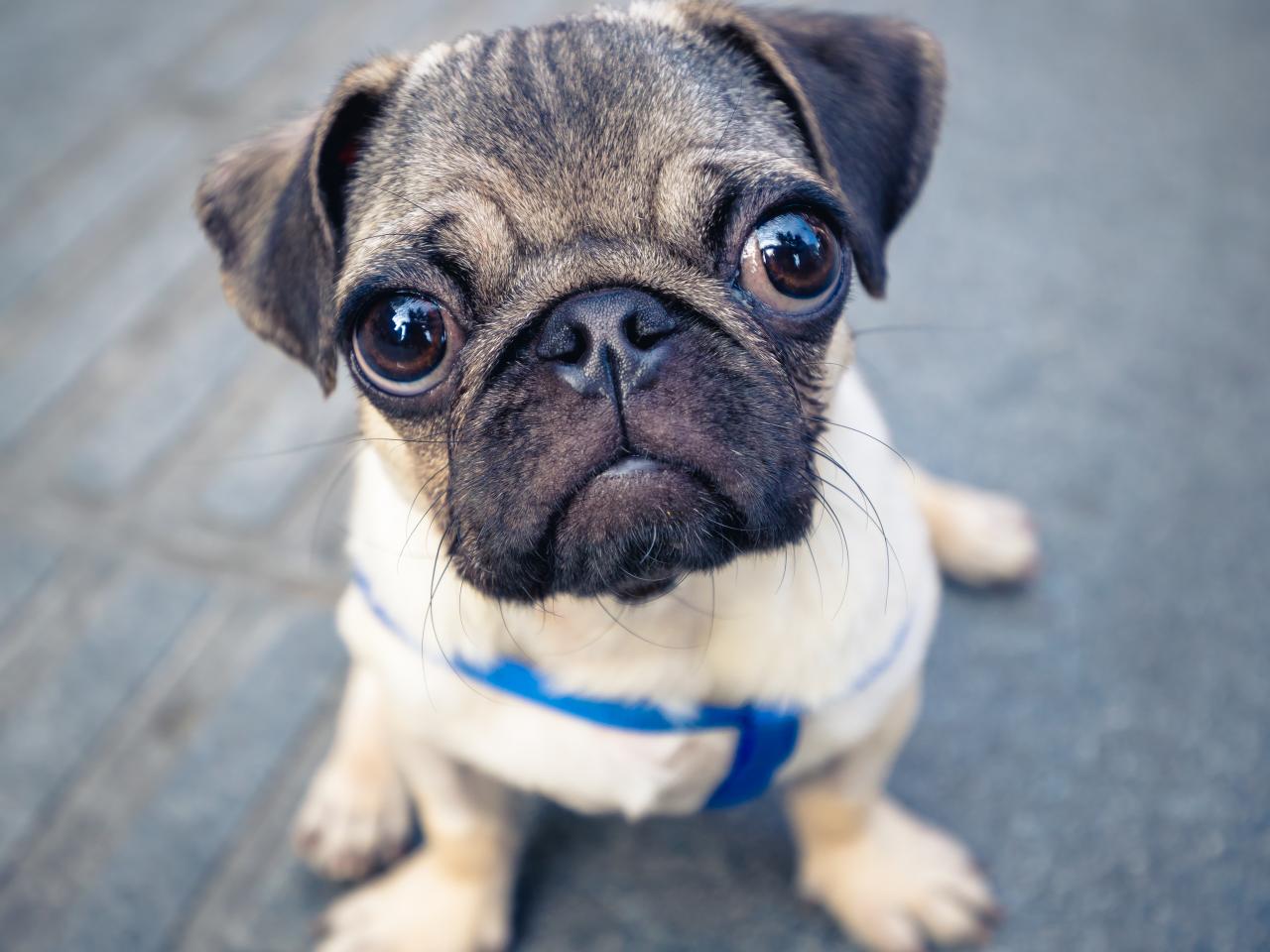 First Dog in the US to Test Positive for Coronavirus | Discovery, image size:1280x960