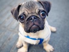 A pug in North Carolina has tested positive for COVID-19, after the virus worked its way through almost his whole family.