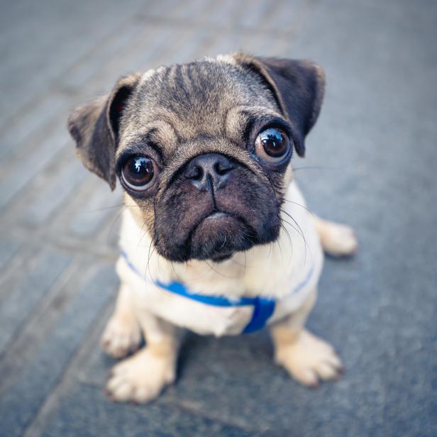 close up view of a cute baby pug in street