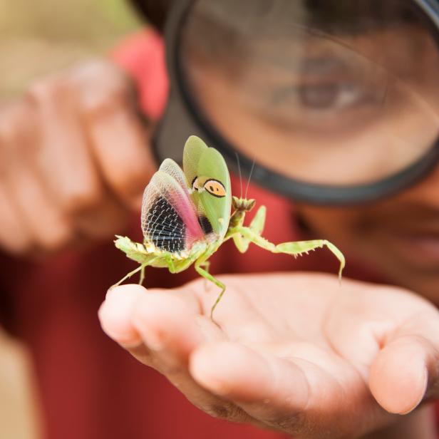 Elementary age boy uses magnifying glass to discover nature.   This curious, student explorer excitedly investigates a praying mantis, which he holds in his hand. Nature background. The child is of Asian, Indian, or Latin descent.  Science, education themes.