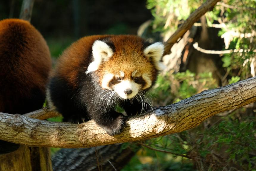 Red Panda cubs out on exhibit at the Prospect Park Zoo.
