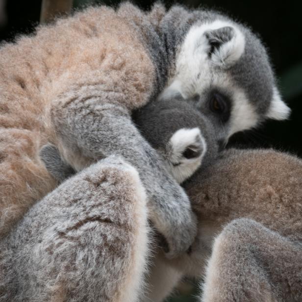 Ring-tailed Lemur.