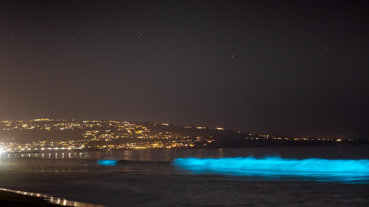 The California Coastline is Glowing afrom Baja to Los Angeles | Nature and  Wildlife | Discovery