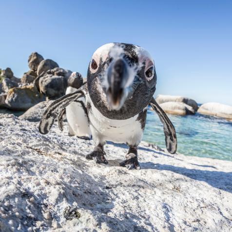 African penguins on the Boulders beach, Simons town