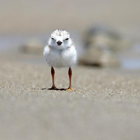 A newly hatched piping plover chick (Charadrius melodus) on the beach in Ogunquit, Maine, USA