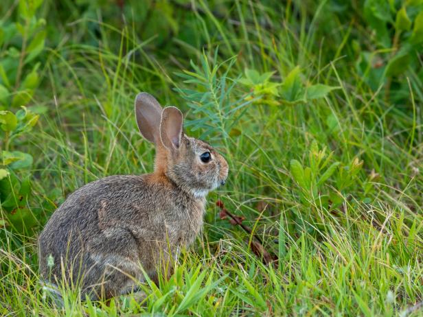 Maine: Saving the Country's Endangered Plants & Animals | Nature and ...