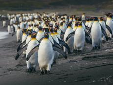 King penguin poop is causing some issues for scientists in Antarctica. This flightless bird's guano releases nitrous oxide, a gas that is known commonly as laughing gas.