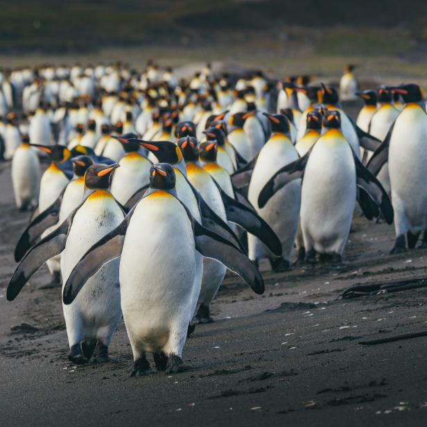 King penguins marching on beach at st.andrews bay, South Georgia