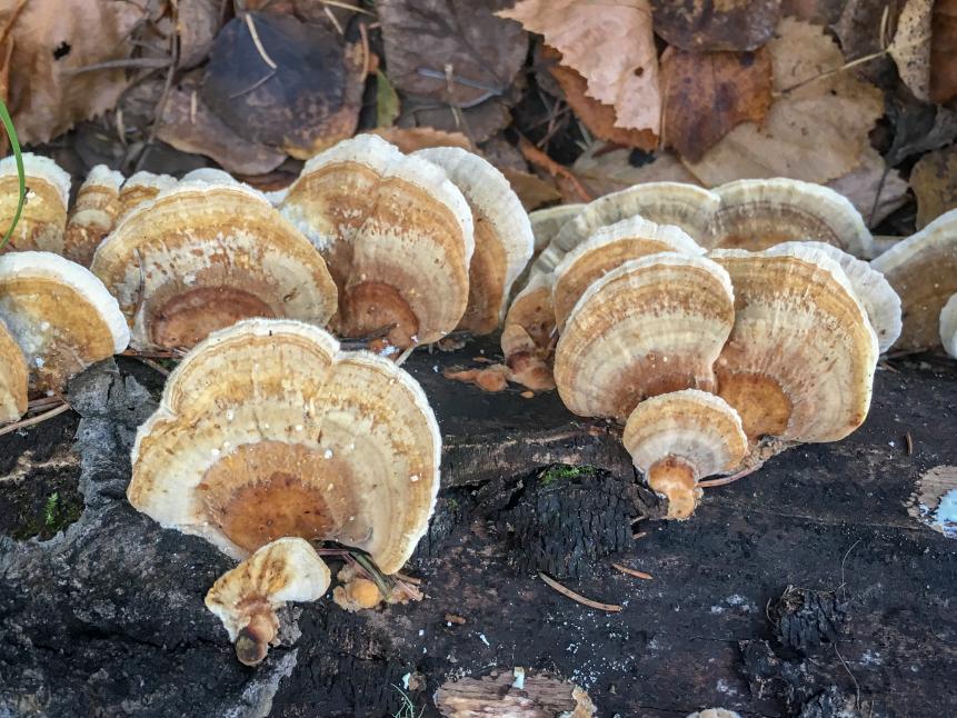 Much scientific medical research has been devoted to the immune system healing effects of the "Turkey Tail" ( Trametes versicolor ) mushroom.  This edible fungus is usually consumed as a hot herbal tea and is known to detoxify the body and to cure cancer.