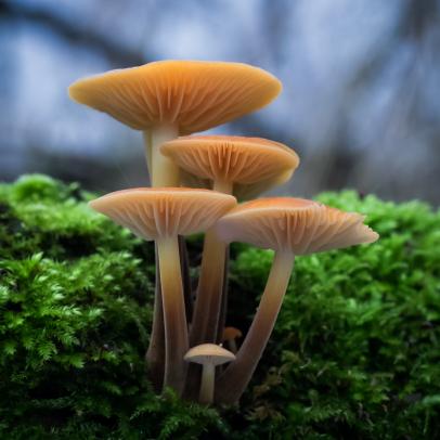Mushroom List of