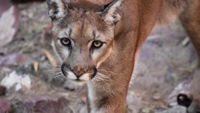 California Mountain Lions Could Soon Be Considered Endangered | Nature and  Wildlife | Discovery