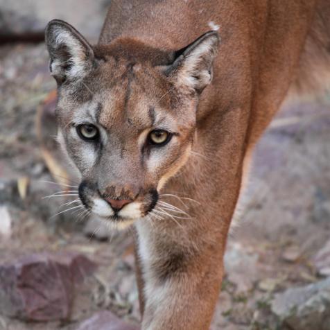 A Portrait Of A Puma Approaching In California.