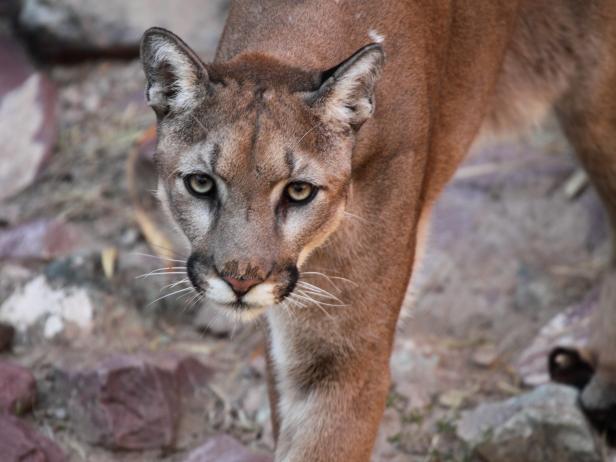 Misionero frijoles debajo California Mountain Lions Could Soon Be Considered Endangered | Nature and  Wildlife | Discovery