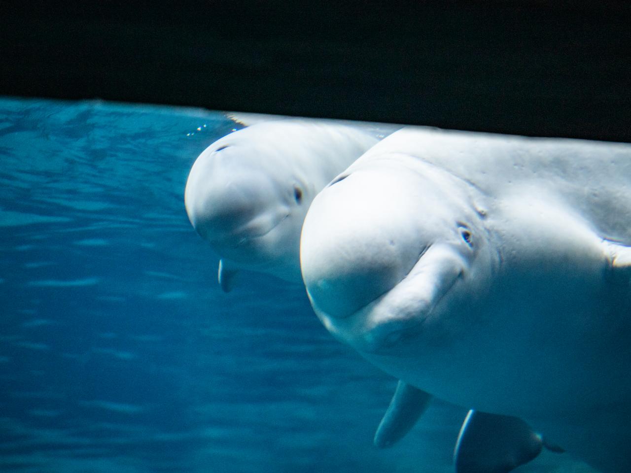 beluga whale baby