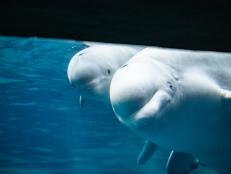 The calf was born Sunday, May 17th to a 20-year-old adult beluga named Whisper, who has lived at Georgia Aquarium since early 2019. For more details, watch WHISPER GIVES BIRTH on Animal Planet GO.