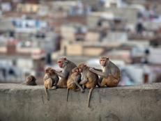 During the pandemic, these primates in India have taken “Monkey Business” to a whole new level.