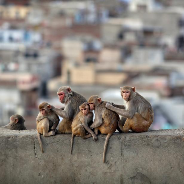 Rhesus Macaques sit & groom each other on a Monkey temple rooftop overlooking Jaipur. Most of the city's urban monkeys are Rhesus Macaques who live a life of relative luxury since they are believed by local Hindus to personify Hanuman, the cherished 'Monkey God' who banished evil in the Indian epic Ramayana.  Location: Monkey temple (Galwar Bagh),  Jaipur (The pink city), Rajasthan, India.
