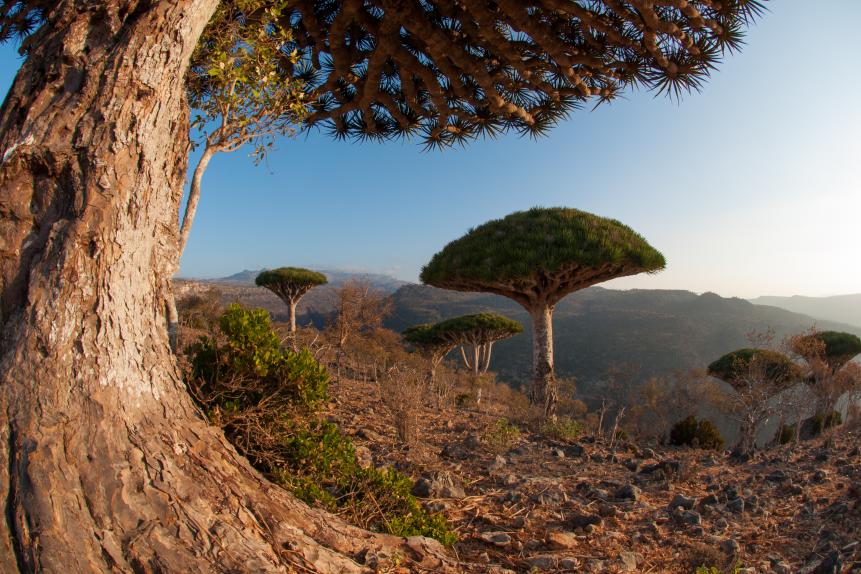 These unique and weird looking trees are located on Socotra Island in the Indian Ocean 240 kilometres east of the Horn of Africa, Yemen. These extraordinary trees are called Dragons blood trees due to the red resin they are producing and which was used as dye and medicine in ancient times. Looking like open umbrellas, they make the Diksam Platou to one of the most alien looking place on the earth.