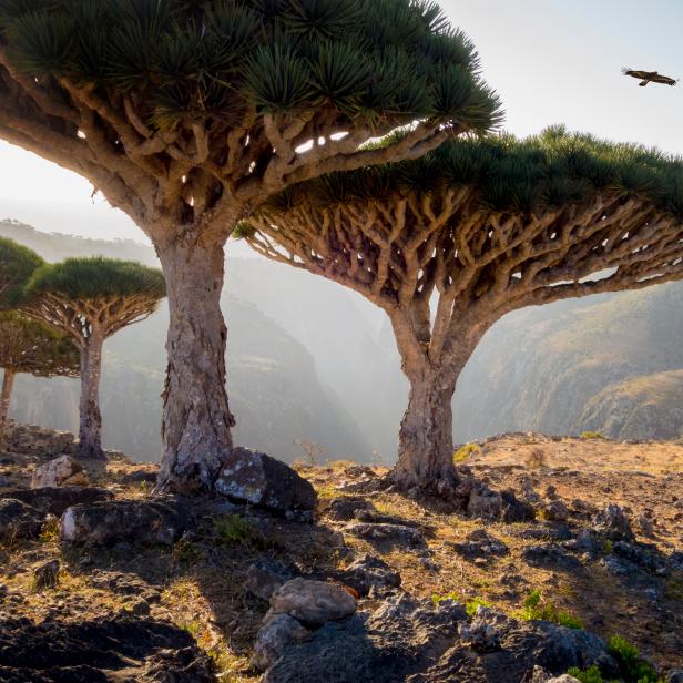"Dragon blood trees in rocky landscape, Homhil Protected Area, Socotra, Yemen"