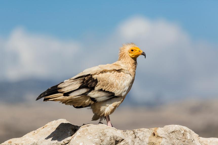 Close up of Egyptian vulture perched on rock